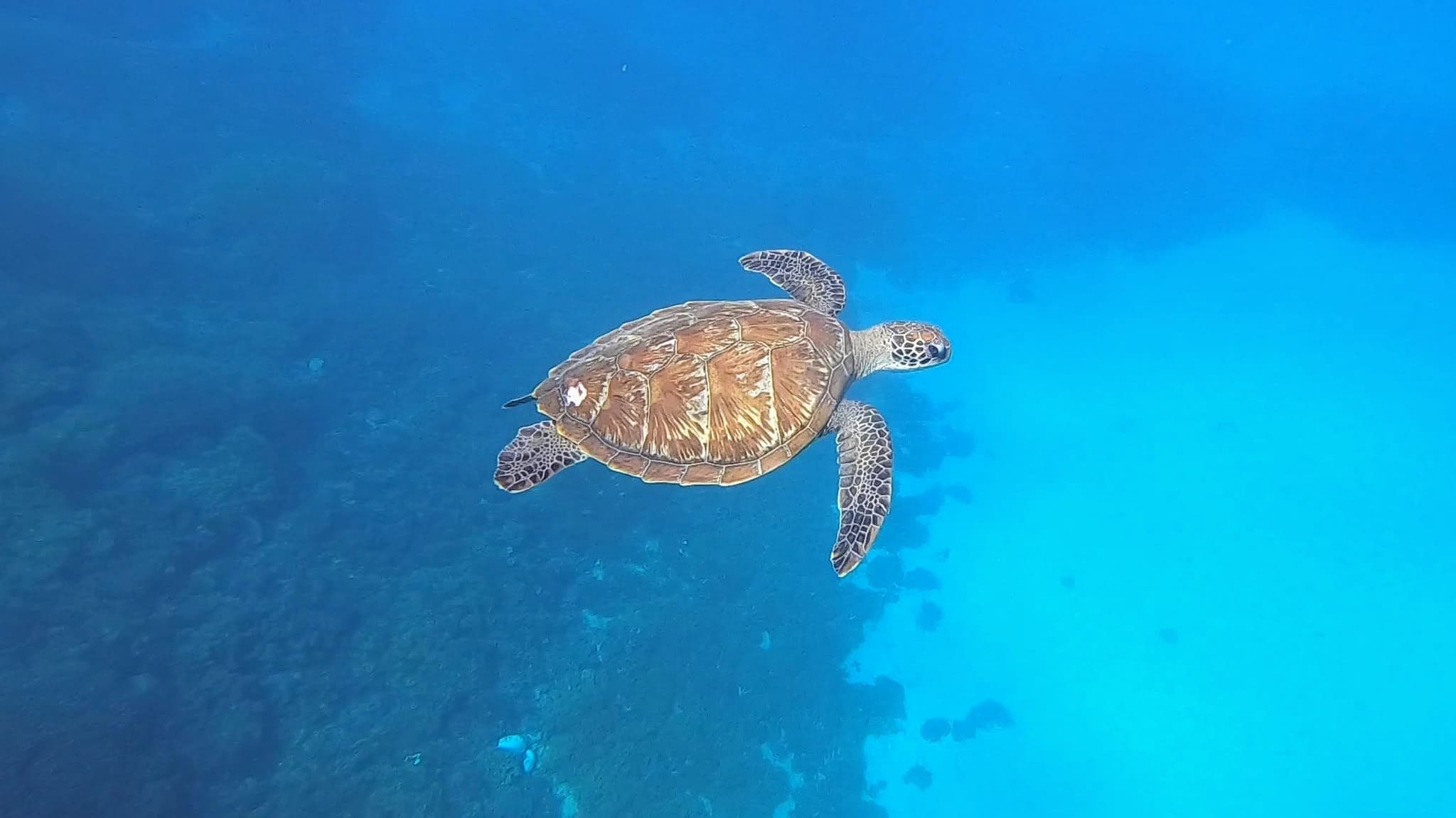 Komodo, Indonesia